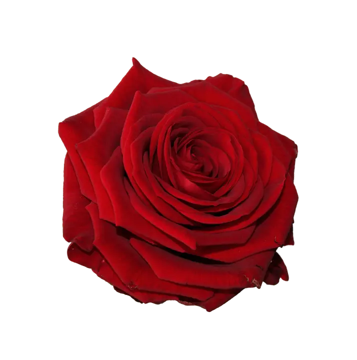 Rose decoration